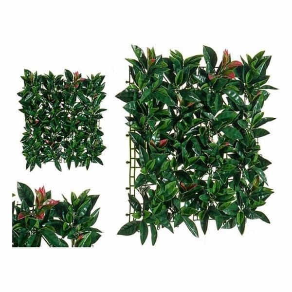 Dekorativ plante Ibergarden