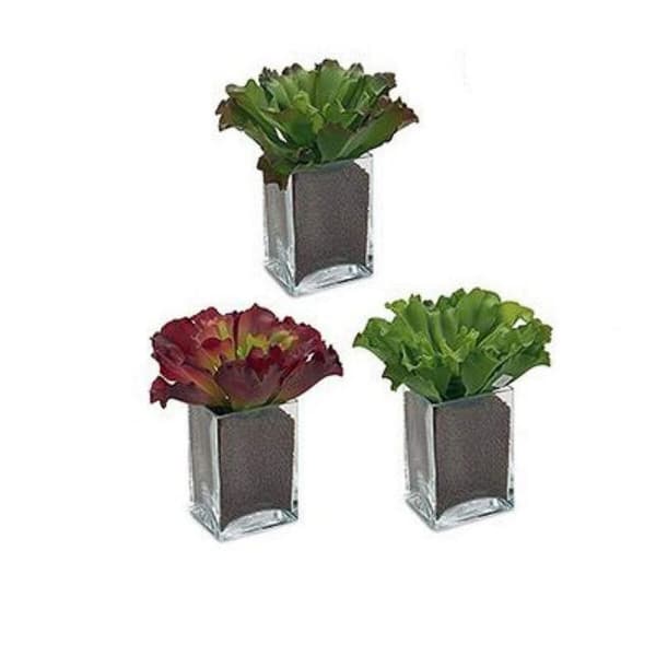 Dekorativ plante Ibergarden