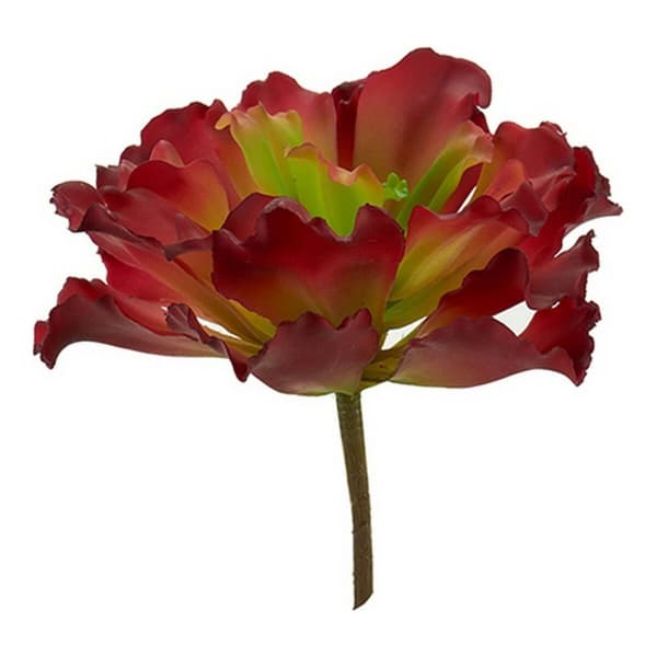 Dekorativ plante Ibergarden