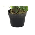 Miniatyrbillede 3 af 3: Dekorativ plante DKD Home Decor 50 x 50 x 90 cm Metal Polyetylen Grøn 30 x 40 cm Figen Urban