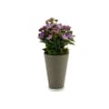 Miniatyrbild 1 av 2: Dekorativ växt Ibergarden Plast 11 x 22 x 11 cm