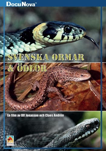 Svenska ormar & ödlor (DVD)