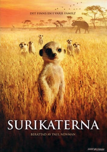 Surikaterna (DVD)
