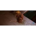 Miniatyrbild 6 av 6: DVD Ratatouille
