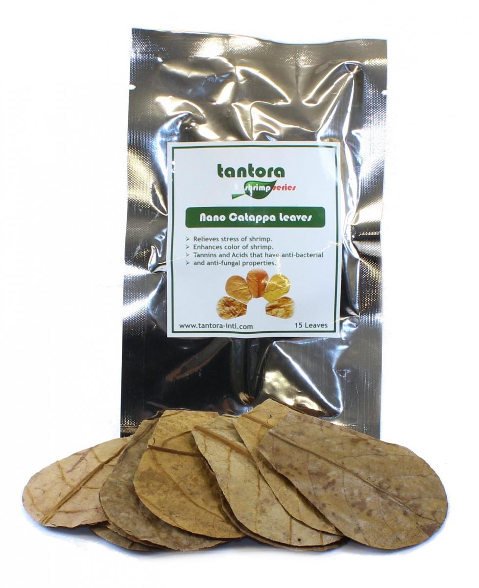 Tantora Cattapa lämnar lämnar Ketapang Nano 15st.