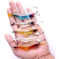 Miniatyrbild 7 av 8: 6-PACK Räkbeteset Fiskbete