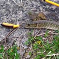 Miniatyrbillede 6 af 11: Agn Popper Flopper Wobbler til gedde, malle, gedde, sandart 06 10 cm