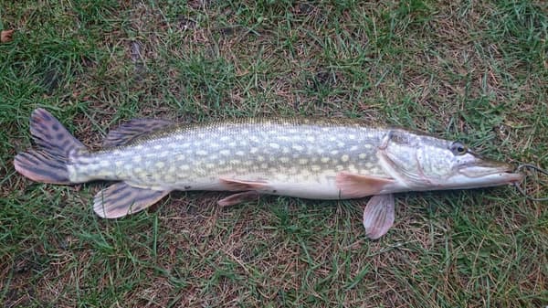 Agn Popper Flopper Wobbler til gedde, malle, gedde, sandart 06 10 cm