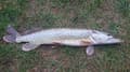 Miniatyrbillede 10 af 11: Agn Popper Flopper Wobbler til gedde, malle, gedde, sandart 06 10 cm