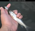 Pikkukuva 10 / 11: LUSIKKAVIEHE KUHA AHVEN KUHA 7.5g 3.4cm
