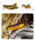 Miniatyrbillede 6 af 11: Wobbler GRÆSKEHOPPER GRÆSKEHOPPER CIKADE FISKEAGOD GEDDE Zander 4cm