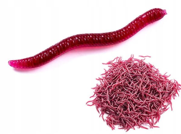 Kunstige orme RØD REGNORM Dendrobena TROMMEORM 3,5 cm 100x