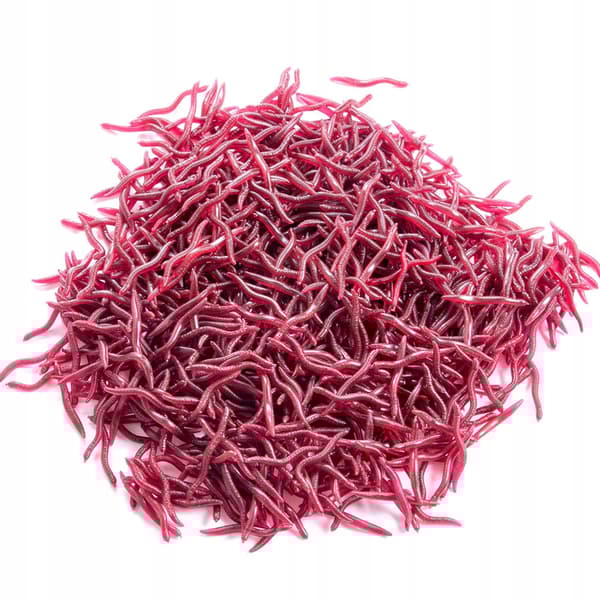 Kunstige orme RØD REGNORM Dendrobena TROMMEORM 3,5 cm 100x