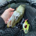 Pikkukuva 3 / 11: SYÖTTIVAAPU XXL HAUELLE, MONNILLE JA KUHALLE Pyörivä heiluri 13,5 cm 35g