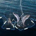 Miniatyrbillede 2 af 4: Fiskekastnet, 18 fod netdiameter, 1,5 cm maskestørrelse