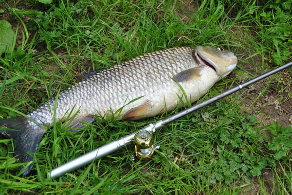 Mini fiskestang i penformat