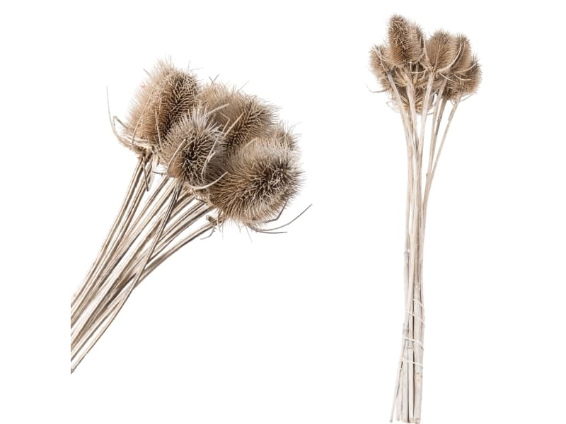 PTMD droogbloemen natural bunch dipsacus