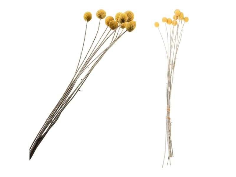 PTMD droogbloemen yellow bunch craspedia