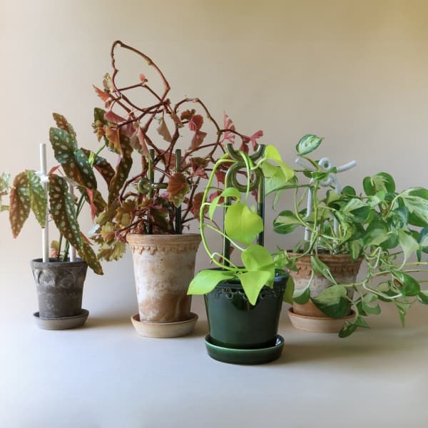 Yuma Plant Stake Moss Green - Bergs Potter