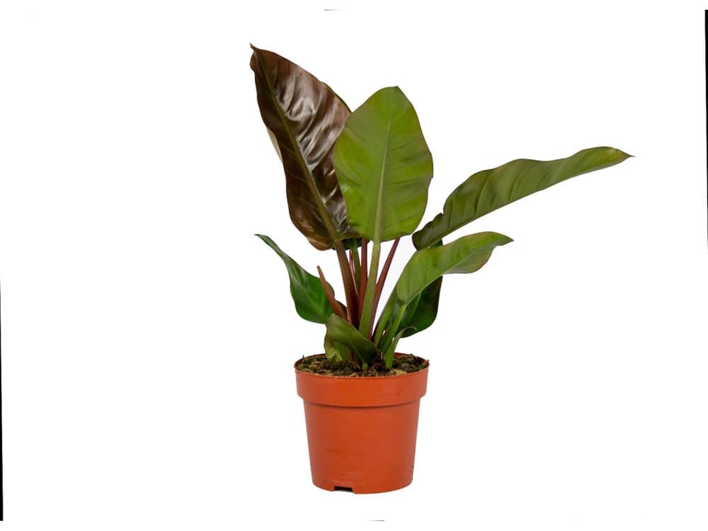 Floraya - Philodendron Imperial Red per styck - ⌀19 cm - ↕70 cm