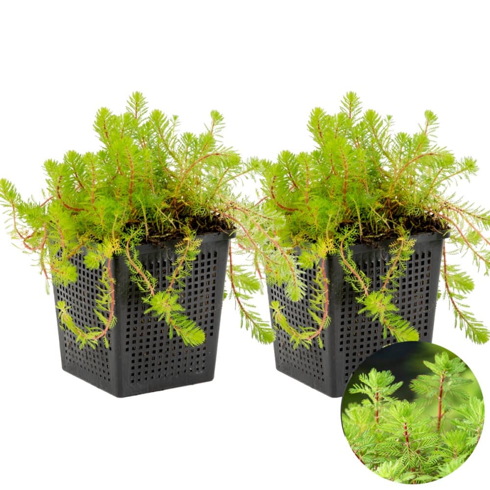 Floraya - Fjäderört | Myriophyllum 'Red Stem' 2x - Dammväxt och syreväxt i plantskola ⌀11 cm - ↕15 cm