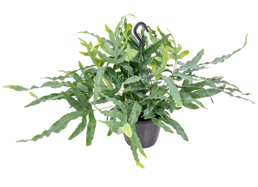 Floraya - Blå ormbunke i hängande kruka - Phlebodium 'Blue Star' - Krukväxt ⌀18 cm - Höjd ↕40-45 cm