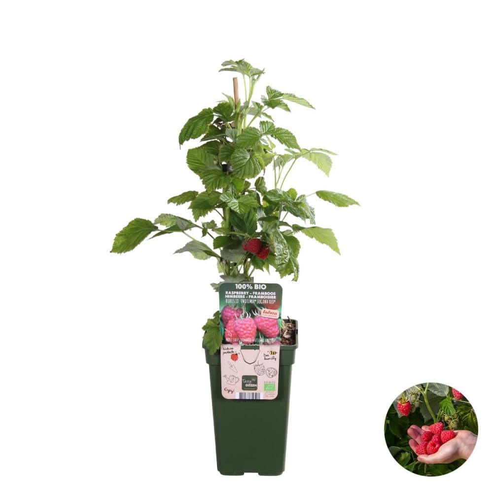 Floraya - Hallonväxt - Rubus ideaus Sugana Red - plantskola 19cm - ↕55cm