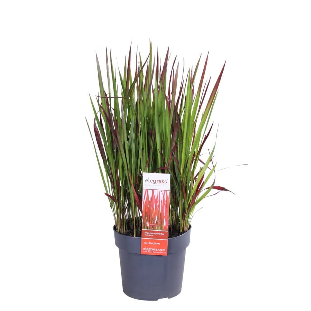 Floraya - Japanskt blodgräs - Imperata Red Baron - plantskola 19cm - ↕45cm