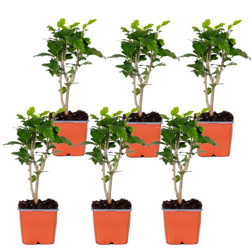 Floraya - Althea buske - Hibiscus Blue Chiffong - 6 stycken - plantskola 9cm - ↕25cm