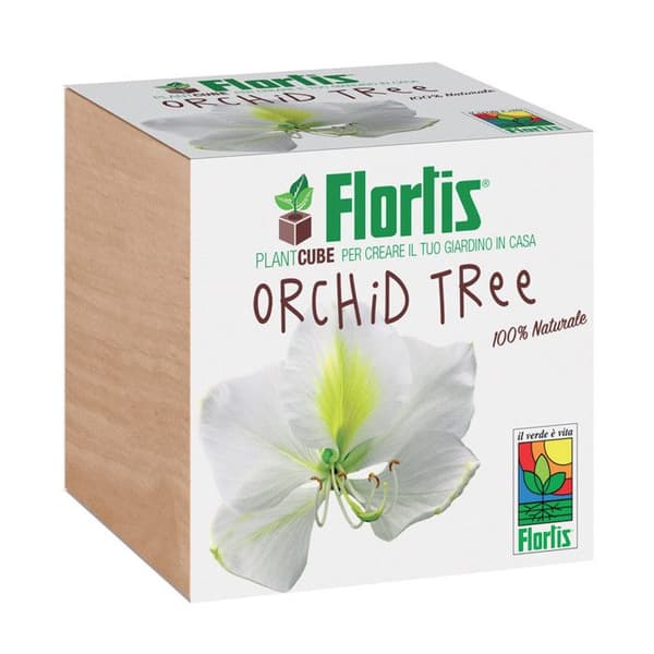 FLORTIS PLANTCUBE ORKIDETRÄD 7,5X7,5X7,5 CM GIARDINAGGIO PIANTE FIORI
