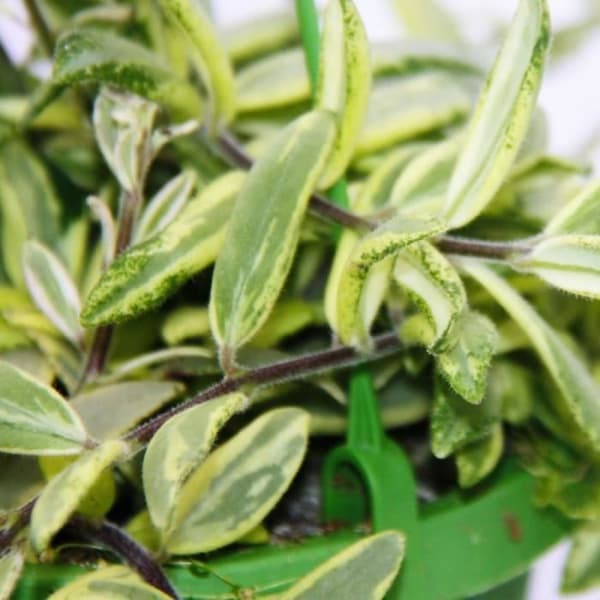 Krukväxt att hänga - Aeschynanthus bicolor - brokig blygdblomma - trafikljus 14cm