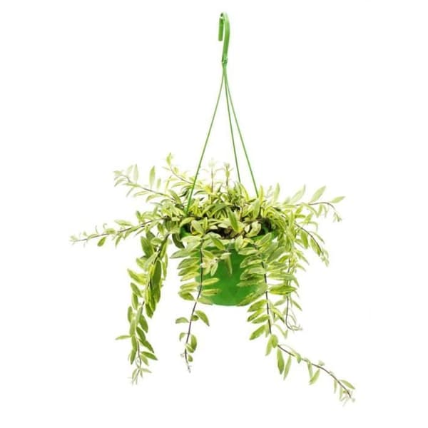 Krukväxt att hänga - Aeschynanthus bicolor - brokig blygdblomma - trafikljus 14cm