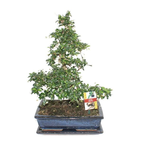 Exotenherz - Bonsai Fukientee - Carmona microphylla - ca 12-15 år