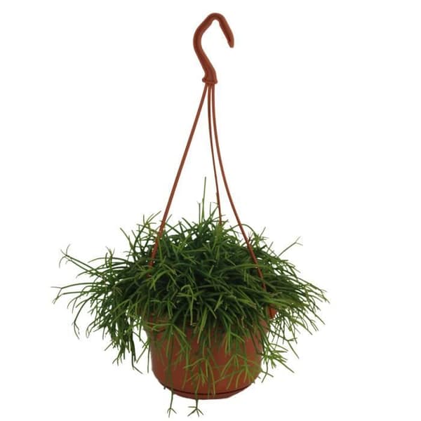 Rhipsalis cassutha vid 15 cm trafikljus