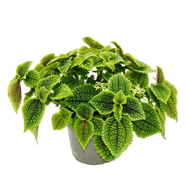 Exotenherz - Gunner Plant - Pilea involucrata Moon Valley - Moon Crater Plant - 12 cm kruka