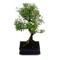 Miniatyrbild 2 av 2: Exotenherz - Bonsai - Serissa - Juni snö - träd med 1000 stjärnor - ca 6 år
