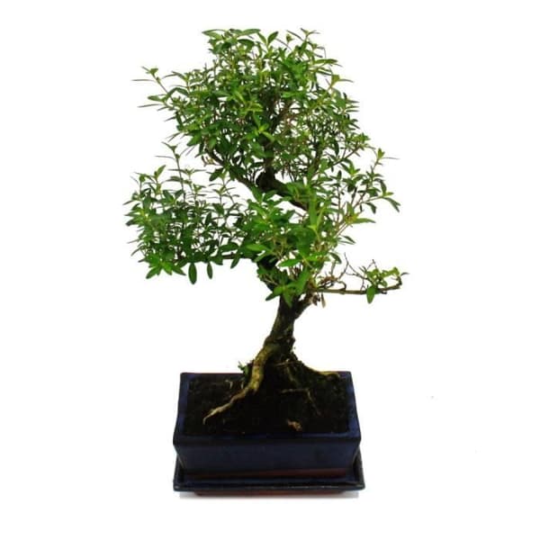 Exotenherz - Bonsai - Serissa - Juni snö - träd med 1000 stjärnor - ca 6 år