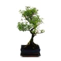 Miniatyrbild 1 av 2: Exotenherz - Bonsai - Serissa - Juni snö - träd med 1000 stjärnor - ca 6 år