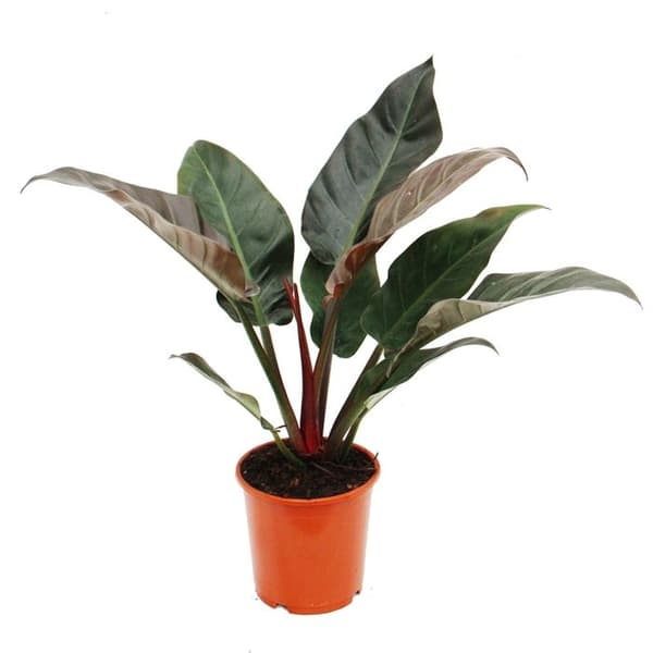 Imperial Red Philodendron 19cm Kruka