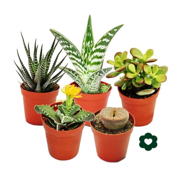 Exotenherz - 5 olika suckulenta växter 5,5 cm kruka i set