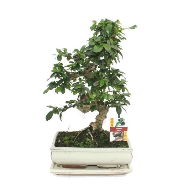 Bonsai Fukientee - Carmona microphylla - cirka 10 år