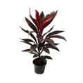 Miniatyrbild 3 av 3: Exotenherz - Set med 3 Cordyline fruticosa, klubblilja 12cm kruka