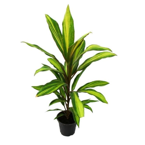Exotenherz - Set med 3 Cordyline fruticosa, klubblilja 12cm kruka