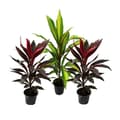 Miniatyrbild 1 av 3: Exotenherz - Set med 3 Cordyline fruticosa, klubblilja 12cm kruka