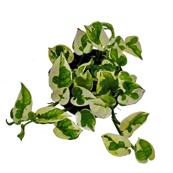 Exotenherz - Epipremnum aureum "N'Joy" - Efeutute - små vita brokiga blad - 12 cm kruka