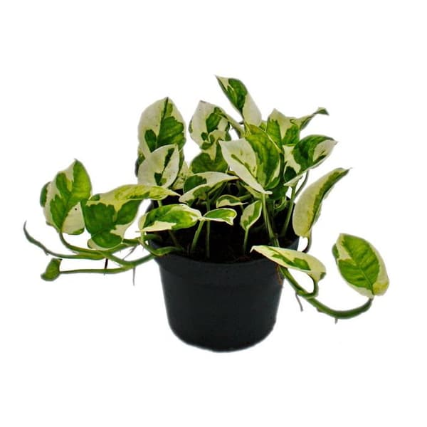 Exotenherz - Epipremnum aureum "N'Joy" - Efeutute - små vita brokiga blad - 12 cm kruka