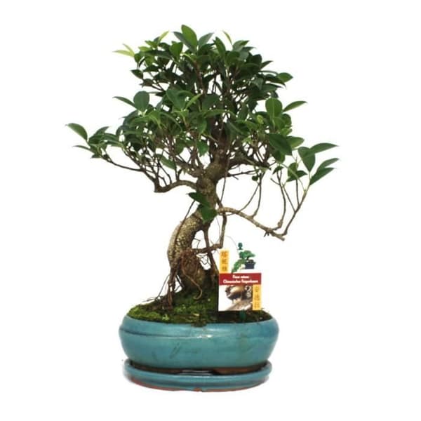 Exotenherz - Kinesisk fikon Bonsai - Ficus retusa - ca. 8 år
