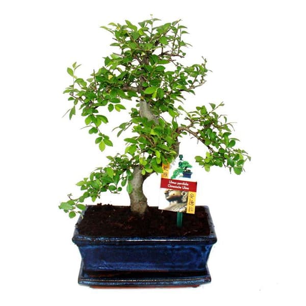 Kinesisk almbonsai - Ulmus parviflora - ca 8 år gammal