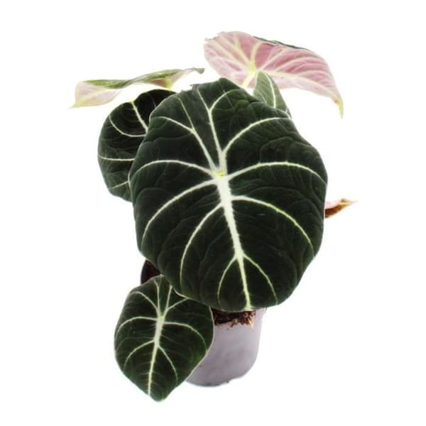 Alocasia reginula Black Velvet - Tropical Arum - Alocasia - Arrow Leaf - Kruka 11cm