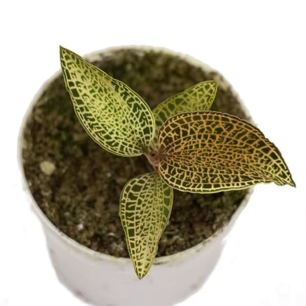 Jewel Orchid - Ludisia Topaz - Mini terrestrisk orkidé med fina löv - 6 cm kruka